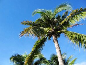 palm trees
